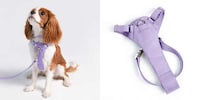 Spring-Inspired Pet Collections Image 2