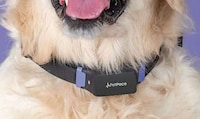 AI-Powered Dog Collars Image 1