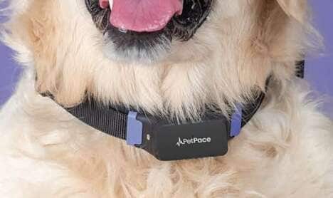 AI-Powered Dog Collars