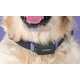 AI-Powered Dog Collars Image 1