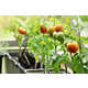 Sustainable Growing Containers Image 1