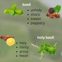Tropical Basil Sparkling Waters Image 2