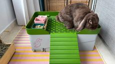 Sustainable Rabbit Litter Boxes Article Thubnail