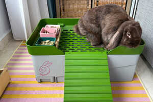 Sustainable Rabbit Litter Boxes Article Thubnail