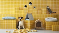 Uplifting Pet Products