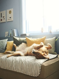 Uplifting Pet Products Image 5
