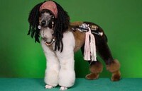 Dog Hair Modeling Image 3