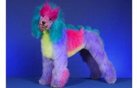 Dog Hair Modeling Image 5