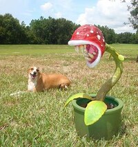 Life-Sized Piranha Plants