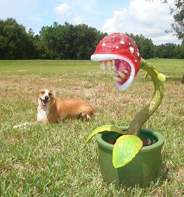 Life-Sized Piranha Plants