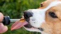 Plant-Based Pet Supplements Image 1