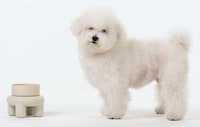 Anthropomorphized Pet Products Image 3