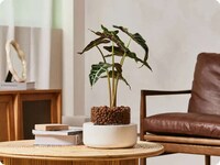 Low-Maintenance Soil-Free Plants Image 1