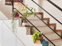 Low-Maintenance Soil-Free Plants Image 2