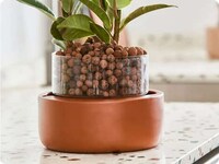 Low-Maintenance Soil-Free Plants Image 4