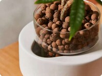 Low-Maintenance Soil-Free Plants Image 5