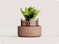 Low-Maintenance Soil-Free Plants Image 6