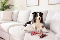 Pet-Friendly Lifestyle Furniture Image 1