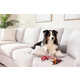Pet-Friendly Lifestyle Furniture Image 1