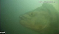 Live-Streaming Fish Doorbells