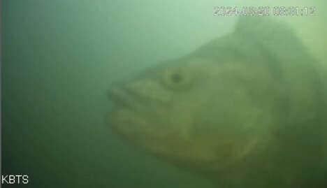 Live-Streaming Fish Doorbells