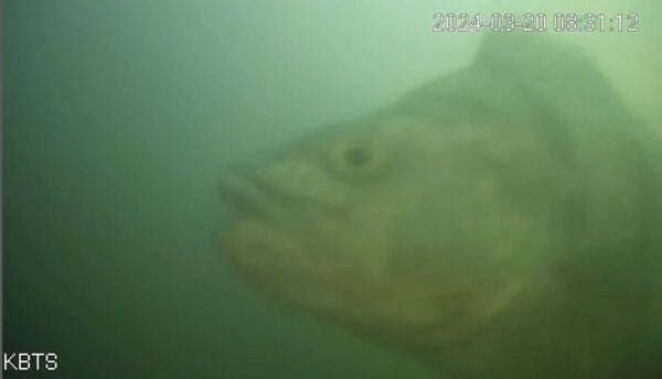 Live-Streaming Fish Doorbells