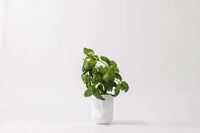 Self-Watering Multifunctional Planters Image 2