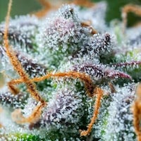 Feminized Cannabis Seed Brands Image 1