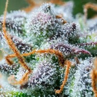 Feminized Cannabis Seed Brands