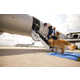 Dog-Friendly Airlines Image 1