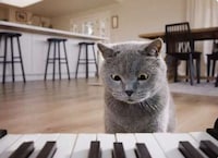 Musical Instrument Pet Feeders Image 3