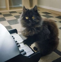 Musical Instrument Pet Feeders Image 6