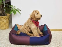 Colorful Dog Bed Collections Image 2