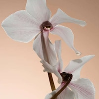 Cozy Aromatic Body Oils Image 3