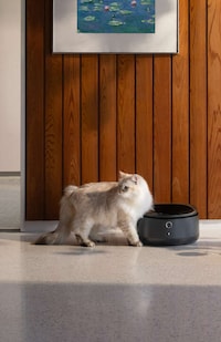 Refrigerated Wet Food Feeders Image 1