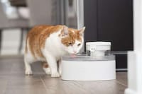 Pumpless Pet Fountains Image 1