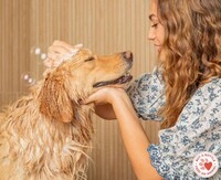 Pet Oral Care Essentials Image 1