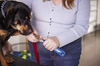 Pet Nail Trimming Platforms Image 3