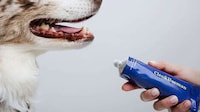 Sensitivity-Focused Dog Lines Image 1