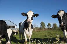 Sustainable Dairy Cafe Partnerships