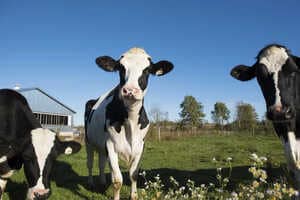 Sustainable Dairy Cafe Partnerships Article Thubnail