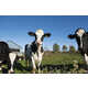 Sustainable Dairy Cafe Partnerships Image 1