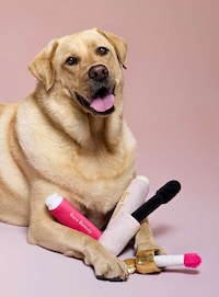 Makeup-Themed Dog Toys Image 3