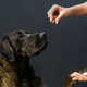 Gut-Friendly Dog Supplement Chews Image 1