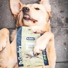 Cultivated Protein Dog Treats Article Thubnail