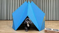 Pleated Designer Dog Houses Image 3
