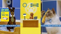 Pet Shopping Networks