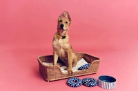 Charitable Pet Product Collections Image 2