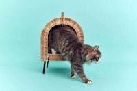 Charitable Pet Product Collections Image 3