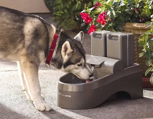 Exterior Dual-Filtration Pet Fountains